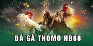 Đá gà Thomo HB88