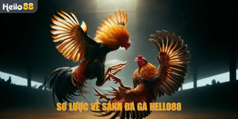 Giới thiệu tổng quan về sảnh đá gà Hello88