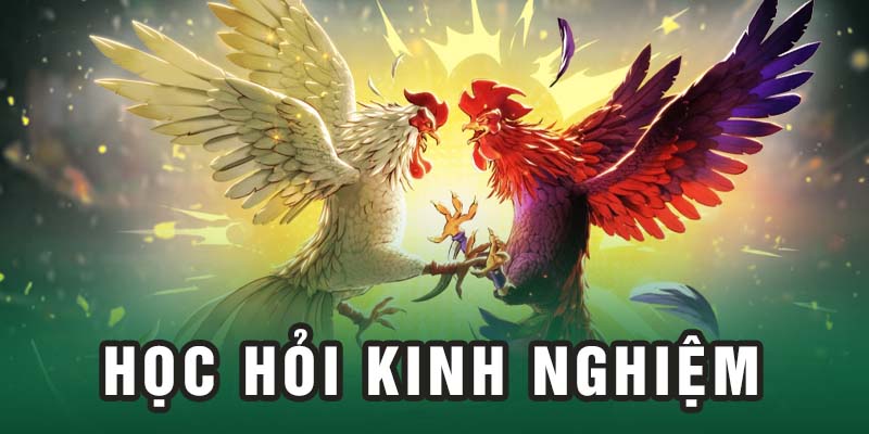 Học hỏi thêm nhiều kinh nghiệm từ lão sư kê trước khi vào trận cược đá gà Thomo